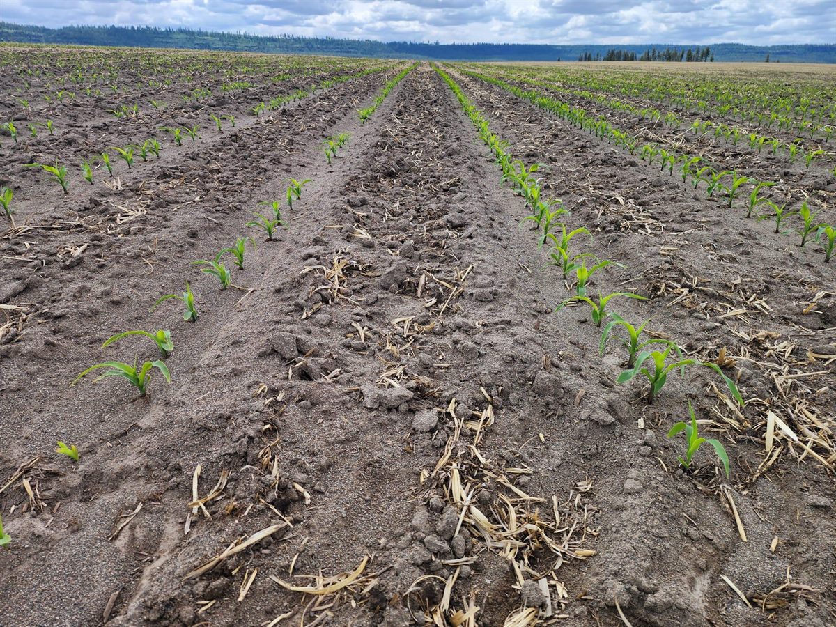 Rows of young corn seedlings emerging through last season's crop residue