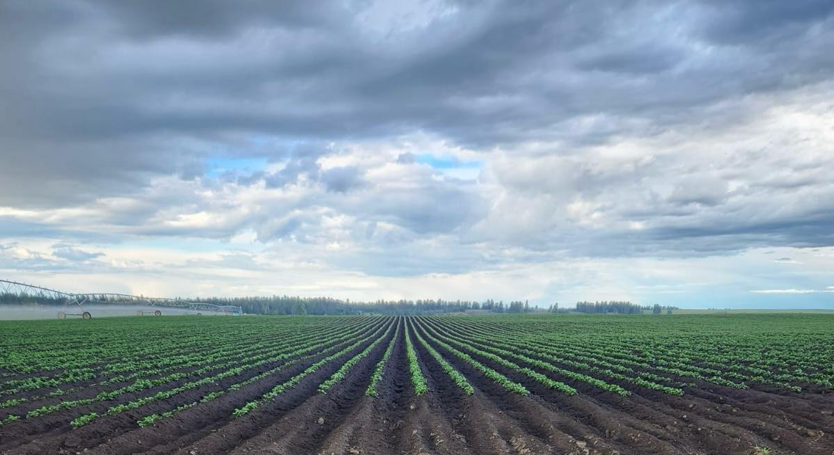 Wide view of crop rows under a heavy prairie sky with an irrigation pivot running
