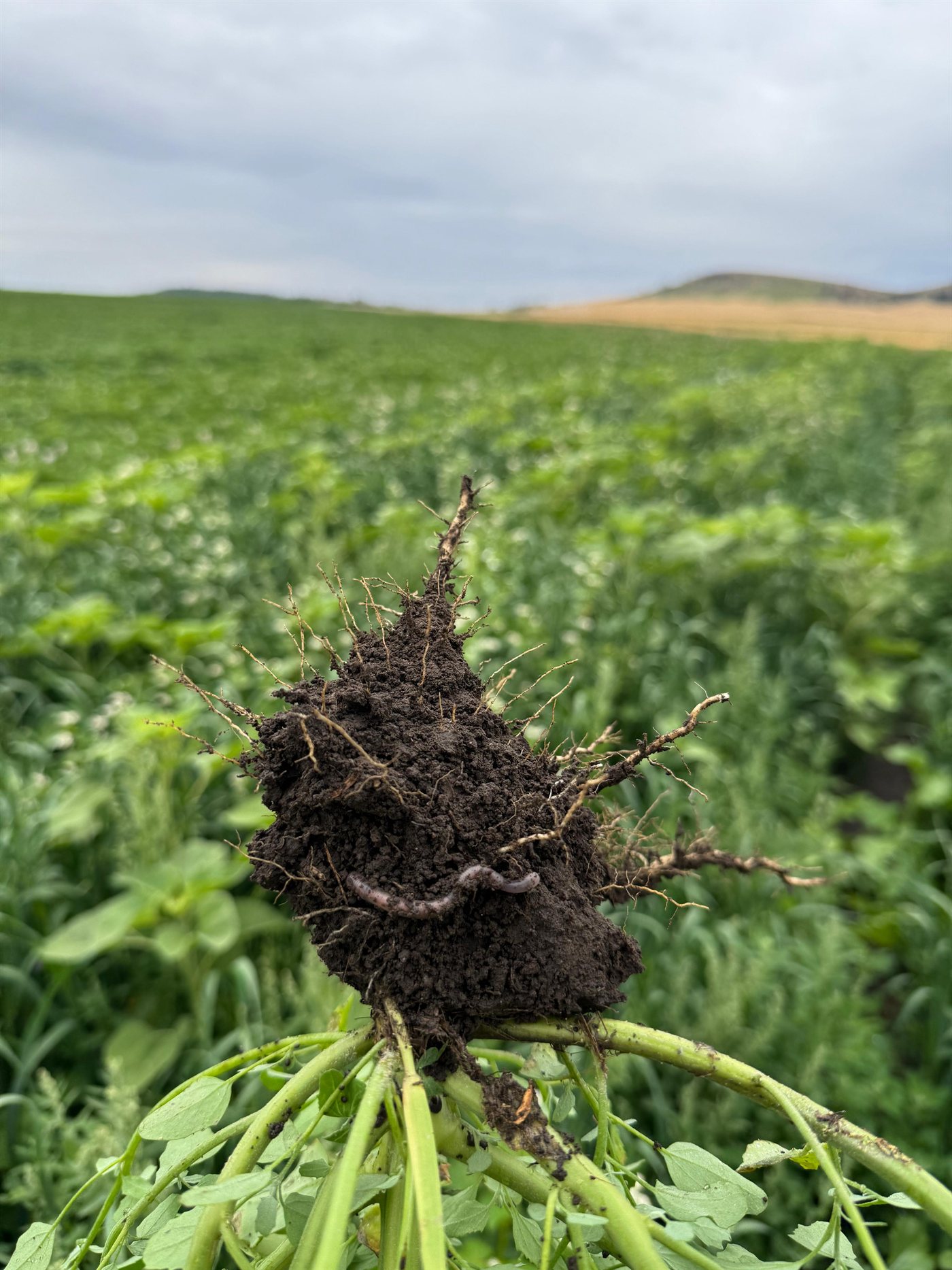 An earthworm in a root ball lifted from a living cover-crop field