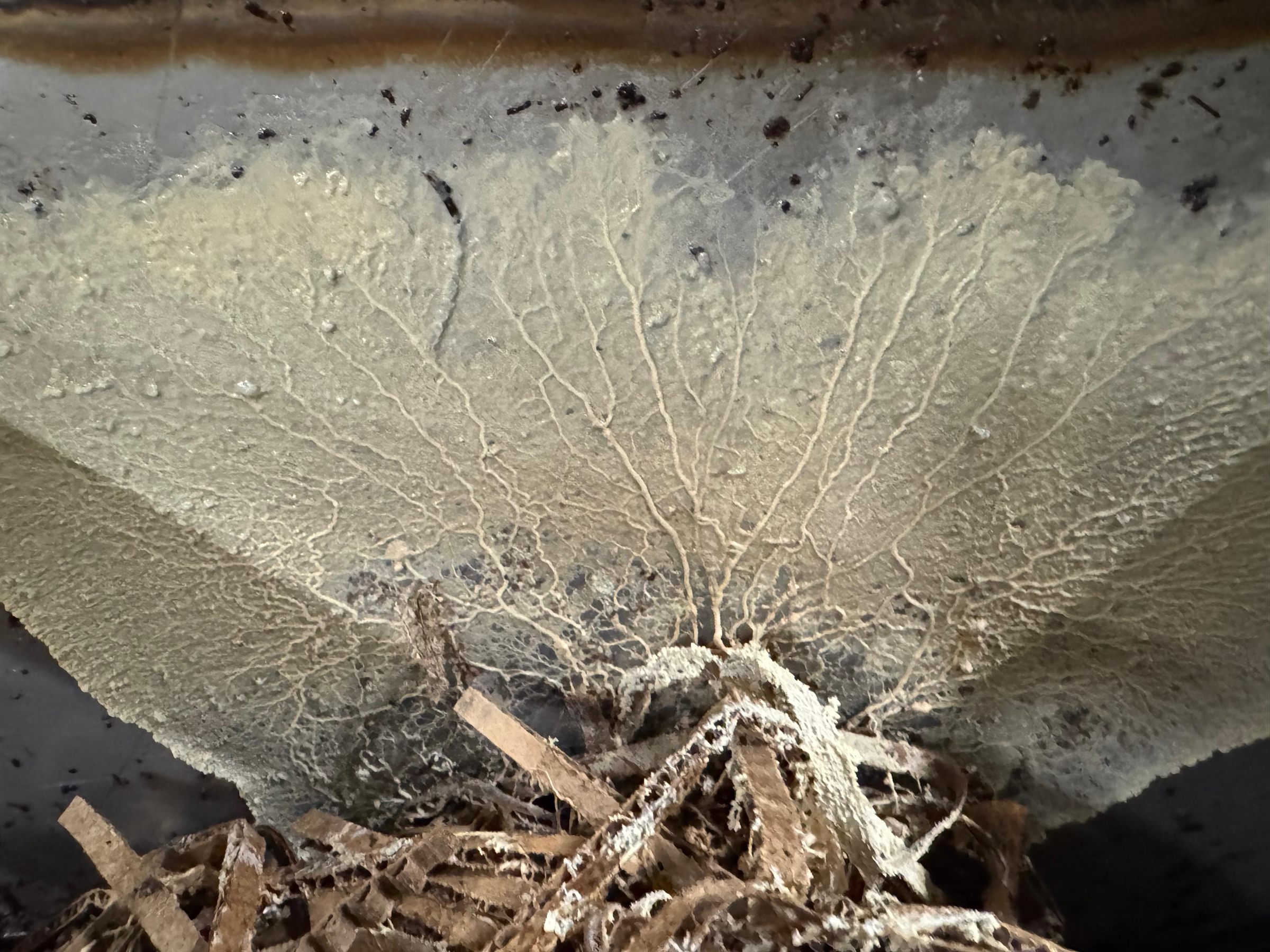 A fan of white mycelium spreading across damp cardboard bedding