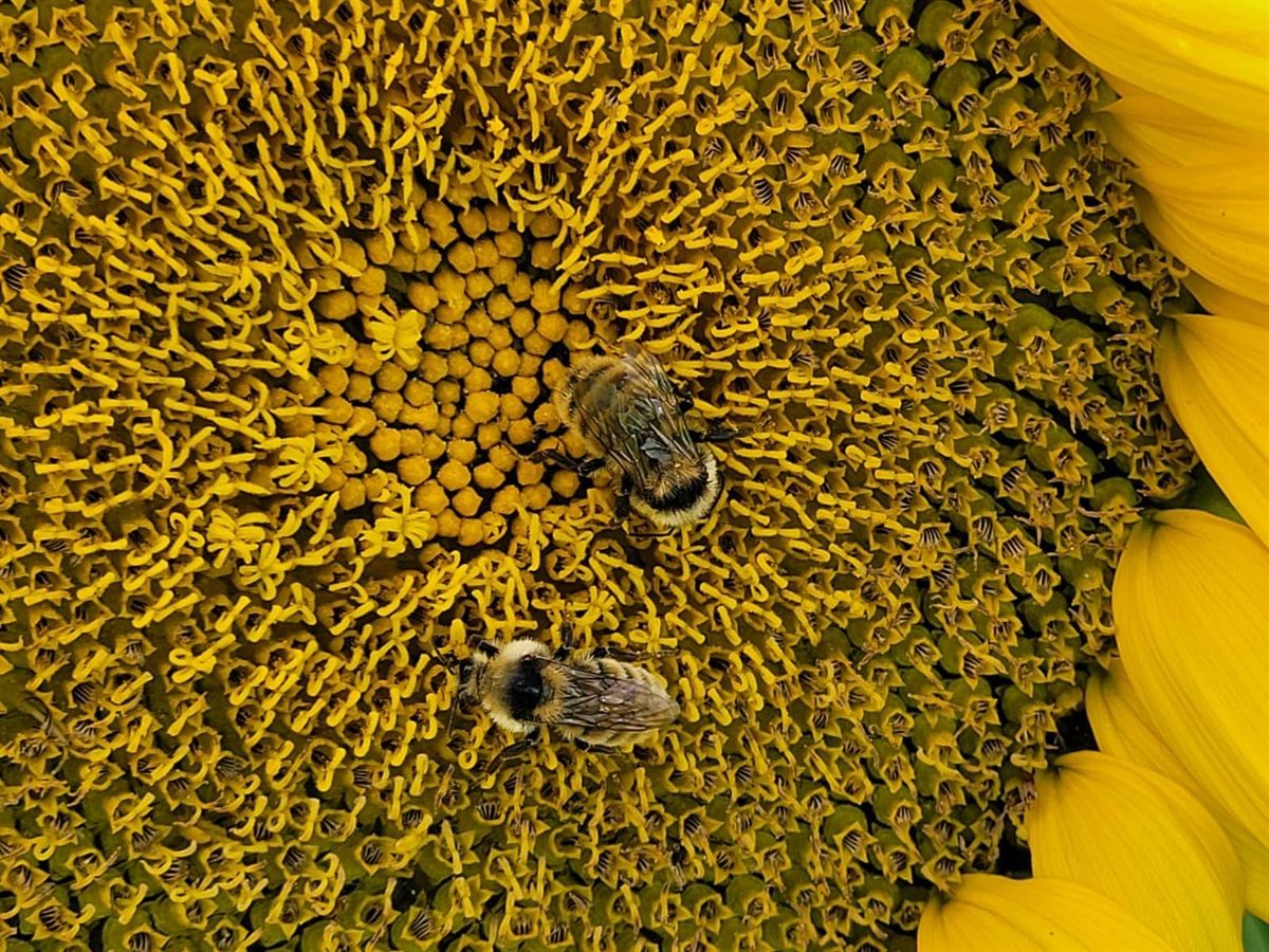 Two bumblebees working the centre of a sunflower head
