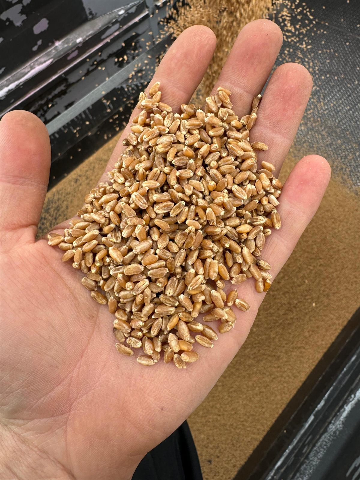 A handful of untreated wheat seed held over a seed drill